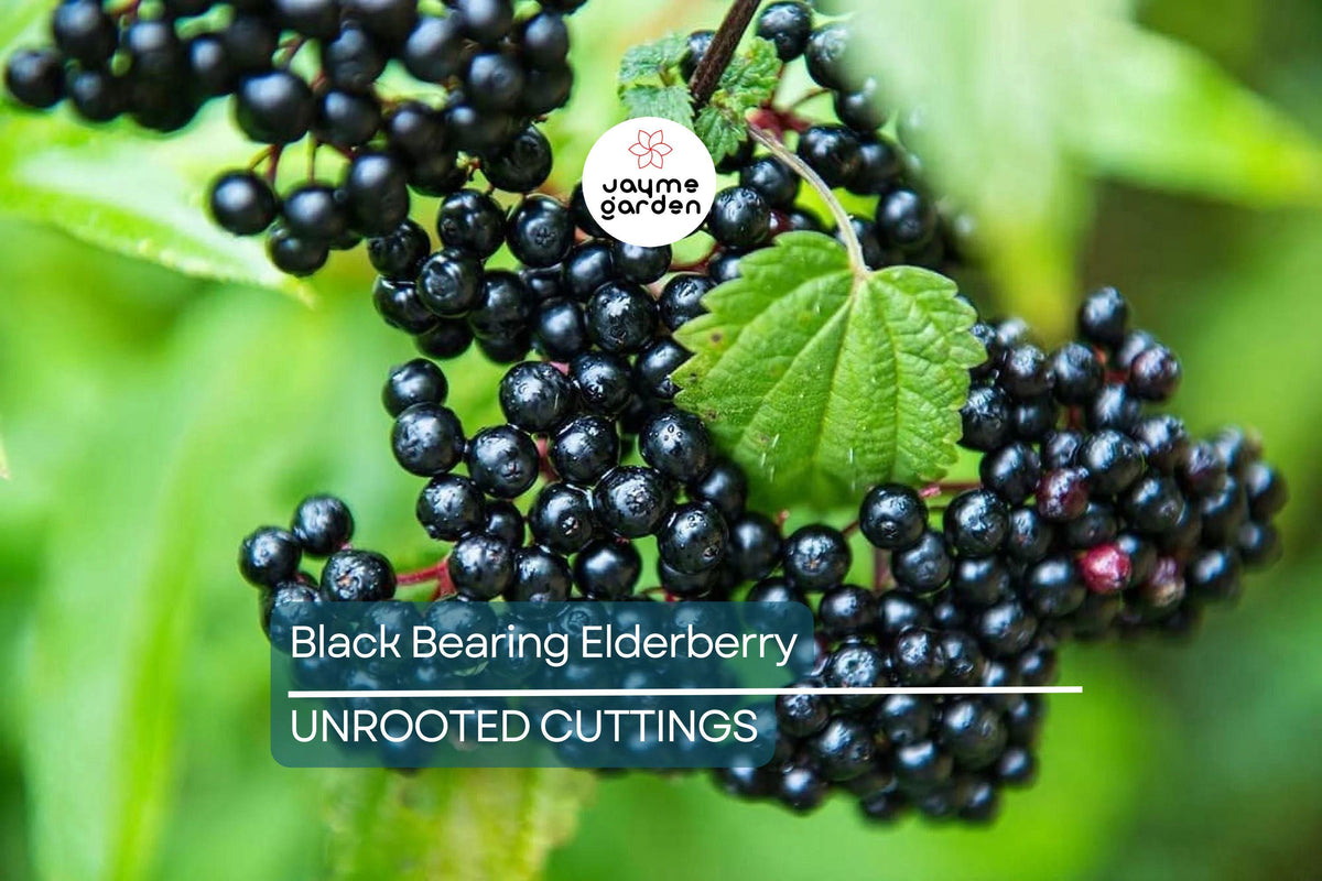 50 Black Elderberry Cuttings - Sambucus Nigra Propagation Material for Growing Elderberry Plants