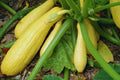 Crookneck Yellow Squash Seeds - Non-GMO Heirloom, Cucurbita pepo, 25+ Pack for Home Gardening, Bountiful Harvest