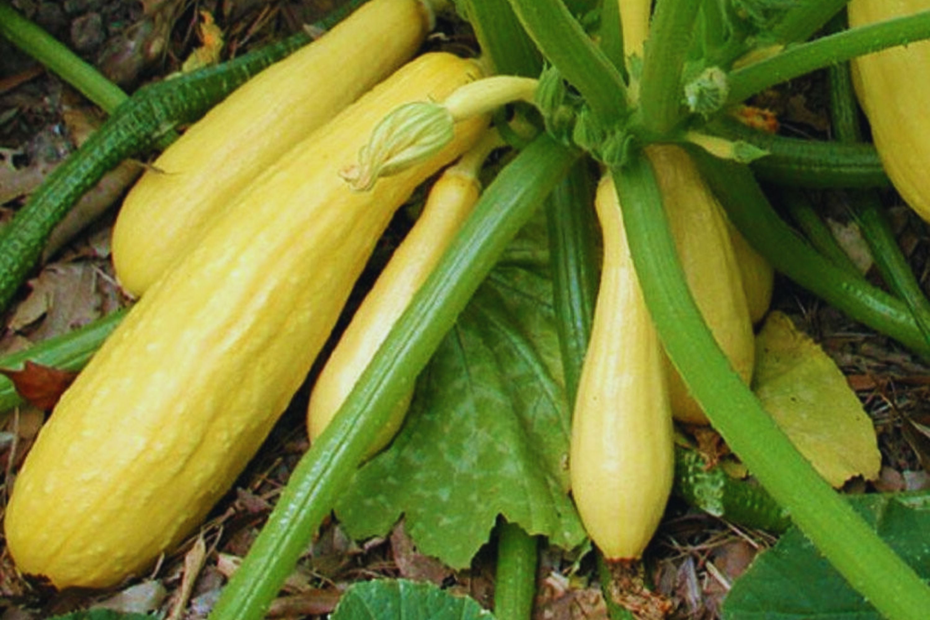 Crookneck Yellow Squash Seeds - Non-GMO Heirloom, Cucurbita pepo, 25+ Pack for Home Gardening, Bountiful Harvest