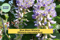Blue Moon Wisteria Live Plant – Wisteria macrostachya ‘Blue Moon’ Perennial Vine for Trellis, Fence, Garden, Fragrant Lavender-Blue Flowers
