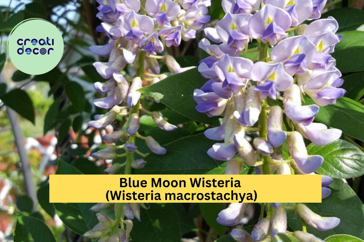 Blue Moon Wisteria Live Plant – Wisteria macrostachya ‘Blue Moon’ Perennial Vine for Trellis, Fence, Garden, Fragrant Lavender-Blue Flowers