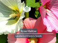 Bulk Rose Mallow Seeds (Lavatera trimestris) - Mixed Colors, Easy-to-Grow Annual for Gardens, Borders & Containers
