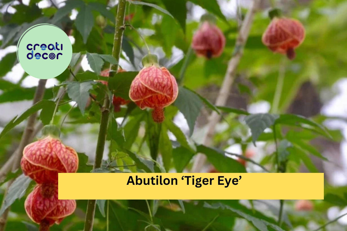 Abutilon ‘Tiger Eye’ Flowering Maple Live Rooted Starter Plant – Ornamental Shrub with Yellow-Orange Lantern Blooms, Abutilon hybridum
