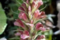 100 Pedicularis procera Seeds – Giant Lousewort Wildflower – Native Perennial for Moist Meadows & Streambanks
