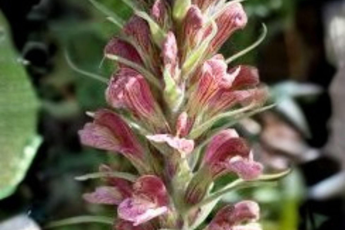 100 Pedicularis procera Seeds – Giant Lousewort Wildflower – Native Perennial for Moist Meadows & Streambanks