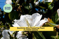 3pcs of Bauhinia Alba Seeds – White Orchid Tree Seeds for Planting – Tropical Flowering Tree for Garden and Landscape