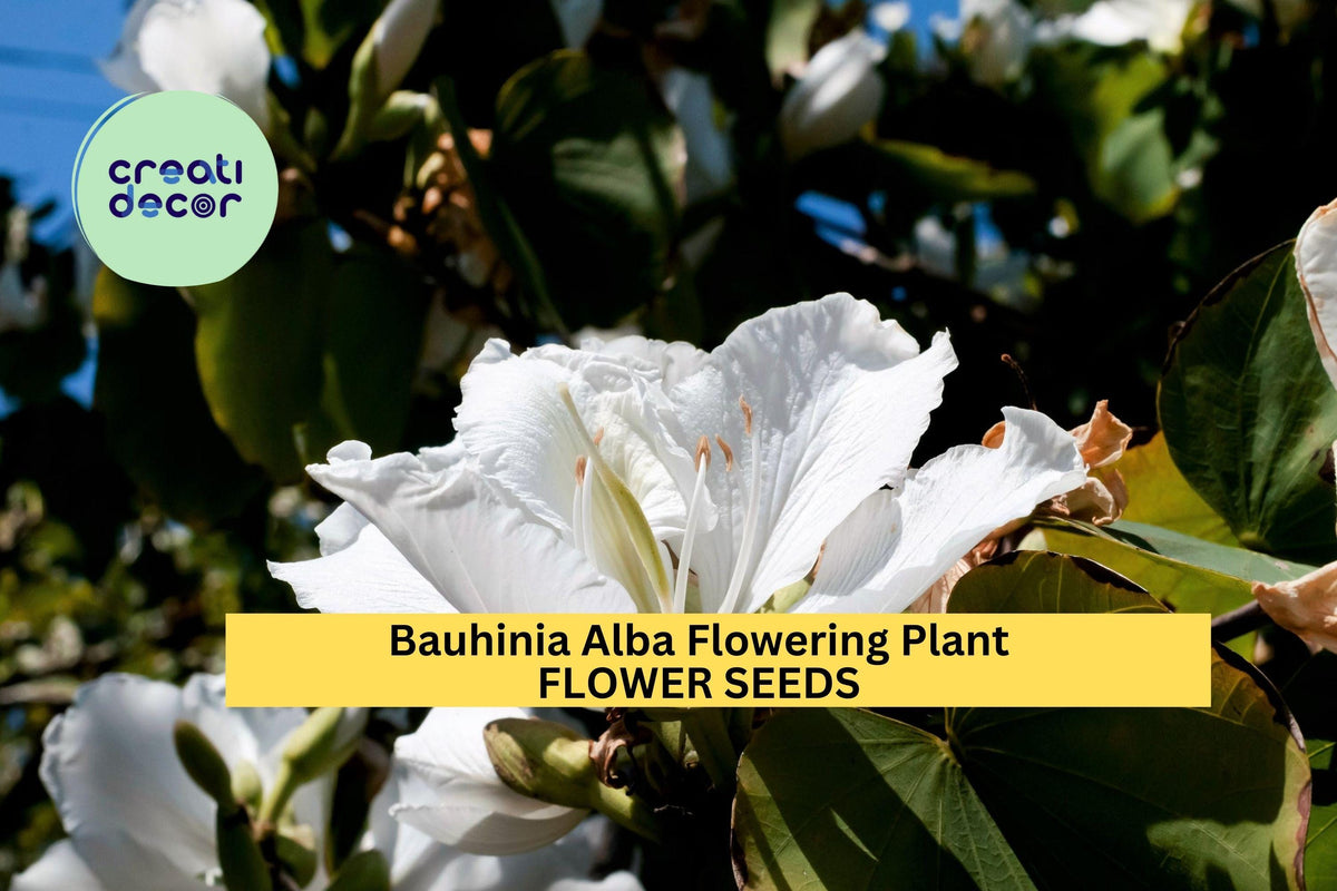 3pcs of Bauhinia Alba Seeds – White Orchid Tree Seeds for Planting – Tropical Flowering Tree for Garden and Landscape