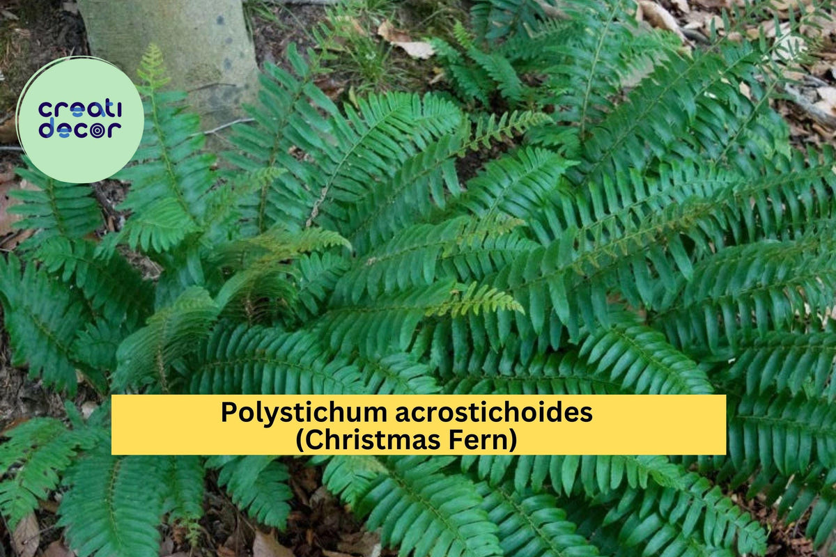 Christmas Fern Bare Root Plants – 5 Live Roots, Evergreen Perennial Fern for Shade Gardens, Polystichum acrostichoides