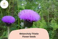 200+ Melancholy Thistle Seeds | Cirsium heterophyllum | Ornamental Perennial with Purple Flowers | Pollinator-Friendly Garden Plant