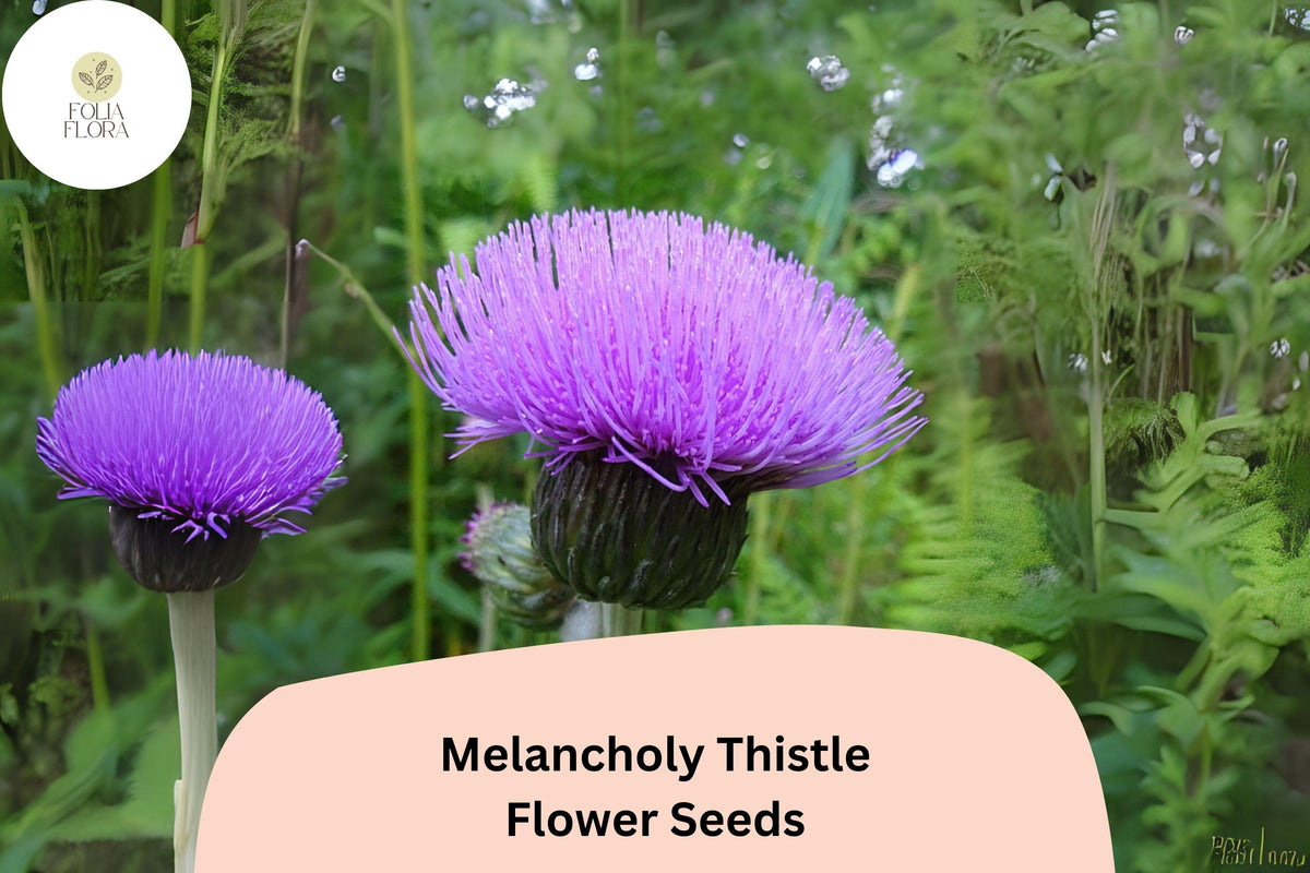 200+ Melancholy Thistle Seeds | Cirsium heterophyllum | Ornamental Perennial with Purple Flowers | Pollinator-Friendly Garden Plant