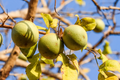 10 Bael Fruit Tree Seeds - Aegle marmelos, Sacred Stone Apple, Bengal Quince, Edible Fruit, Tropical, Drought Tolerant