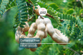 5 Tamarind Tree Seeds – Tropical Fruit Tree, Bonsai Potential, Tamarindus indica, Edible Fruit, Indoor or Outdoor Growth
