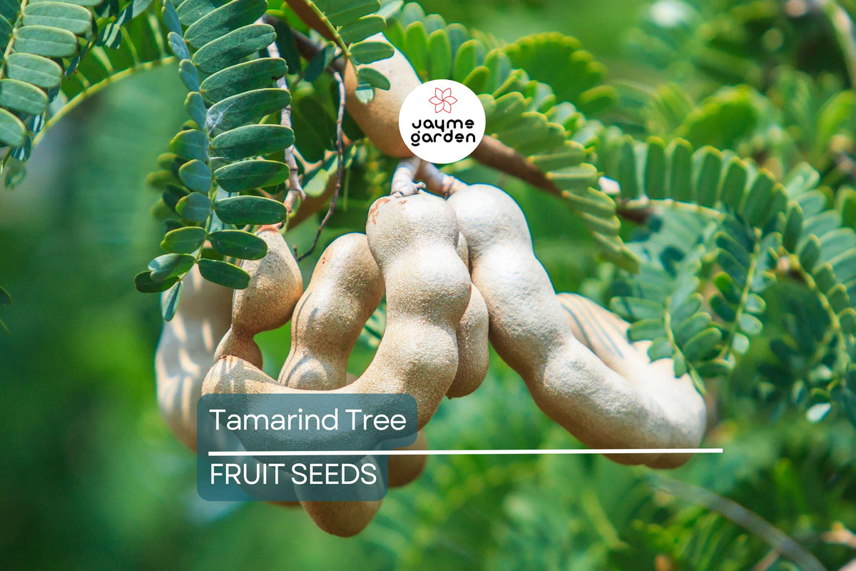 5 Tamarind Tree Seeds – Tropical Fruit Tree, Bonsai Potential, Tamarindus indica, Edible Fruit, Indoor or Outdoor Growth