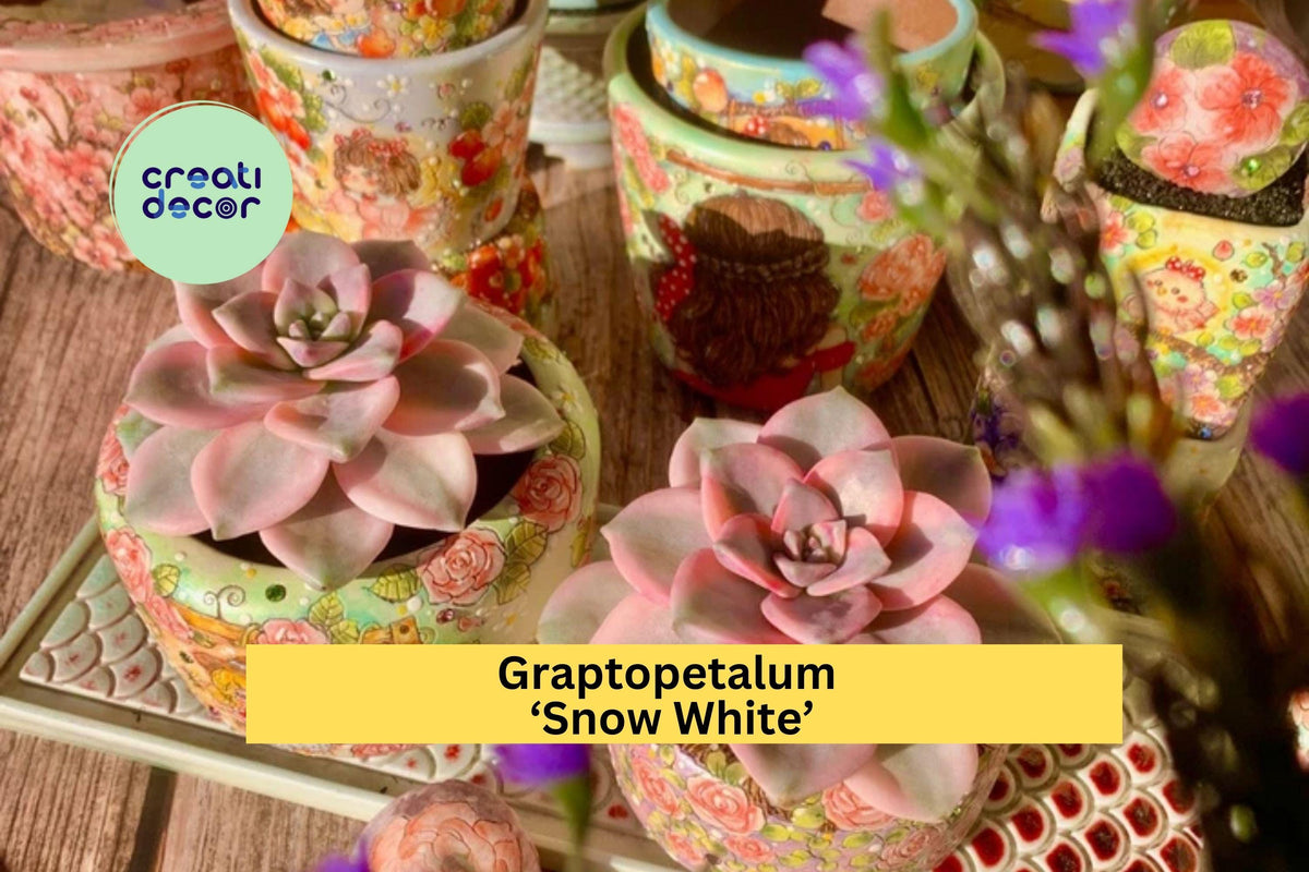 Graptopetalum ‘Snow White’ Variegated Succulent – Live Bare Root Plant, Indoor/Outdoor, Easy Care, Unique Rosette, Green & White Foliage