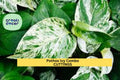 Pothos & Philodendron Cutting Pack – 6 Unrooted Trailing Indoor Plants – Marble Queen, Brasil, N’Joy – Easy Propagation