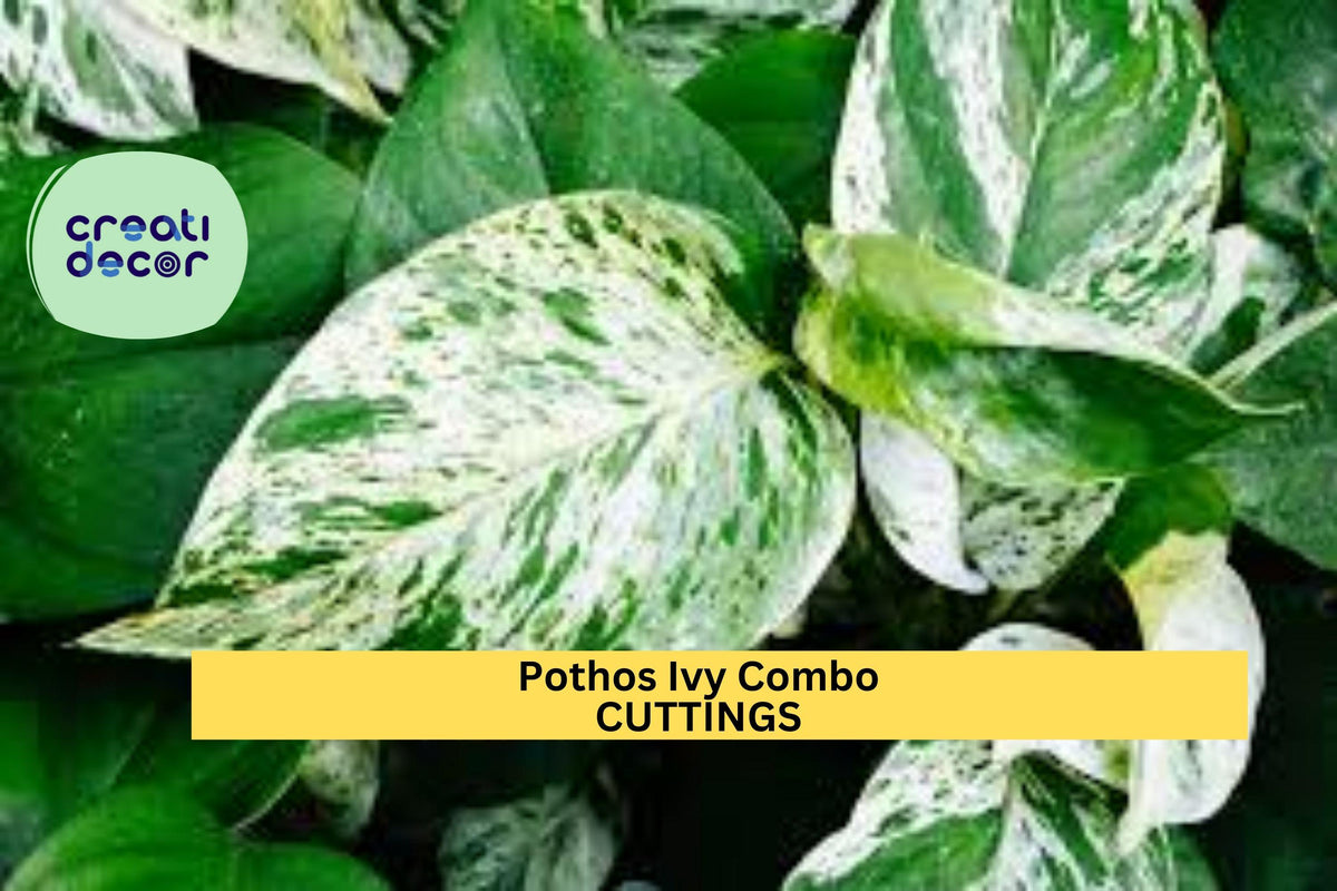 Pothos & Philodendron Cutting Pack – 6 Unrooted Trailing Indoor Plants – Marble Queen, Brasil, N’Joy – Easy Propagation