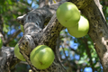 Tropical Gourd Tree Starter Plant 8-12" Crescentia Cujete Calabash Tree for Art, Crafts & Shade