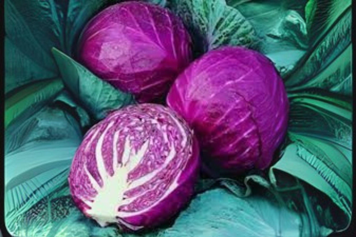 Red Acre Cabbage Seeds - Heirloom, Early Harvest, 250 Pack, Compact Purple-Red Heads, Brassica oleracea var. capitata