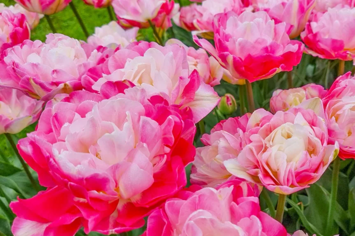 Double Peony Tulip Bulbs - Pink Angelique & Blue Diamond, Peony-Like Blooms, Spring Flowers, Garden & Container Planting, USDA Zones 3-8