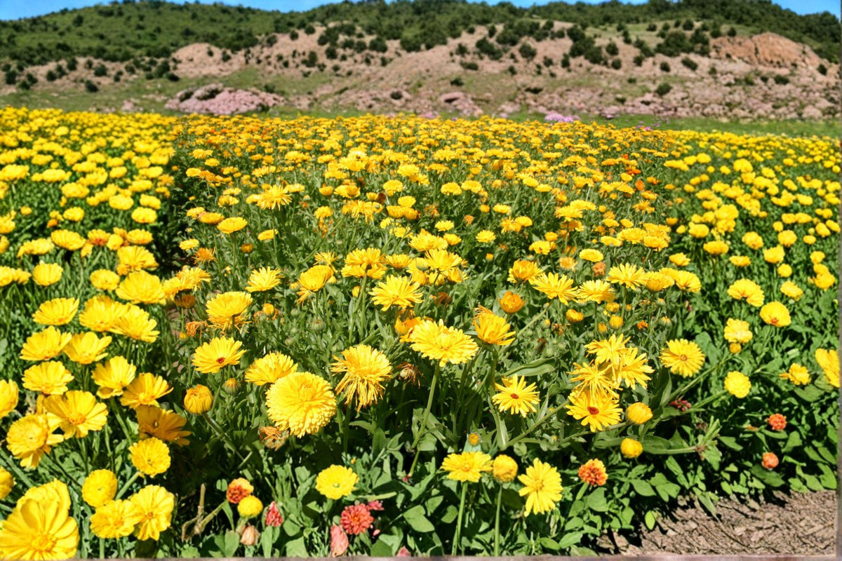 Calendula officinalis Pacific Beauty Yellow Dark Seeds – Hardy Annual Flower, Pollinator-Friendly, Bright Yellow with Dark Centers
