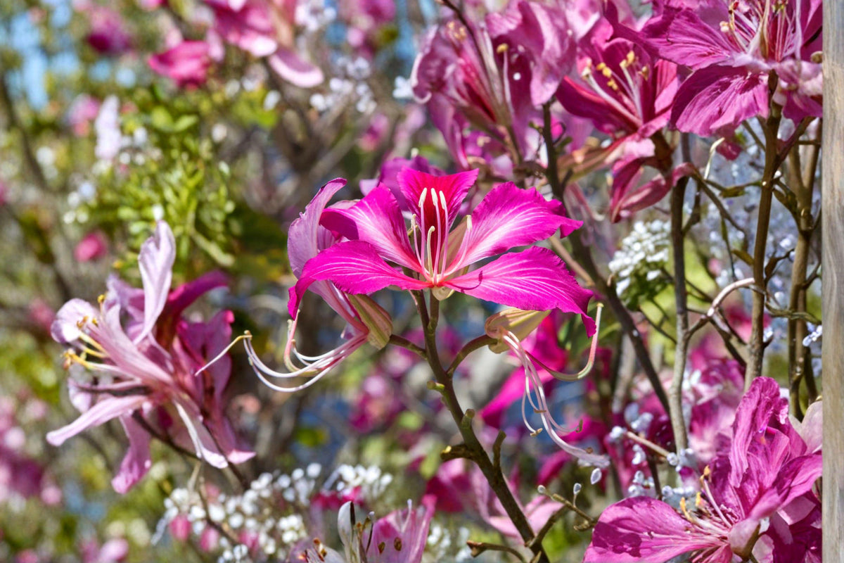 Bauhinia purpurea Flowering Plant Seeds | Purple Orchid Tree | Tropical Ornamental Tree | Showy Blooms