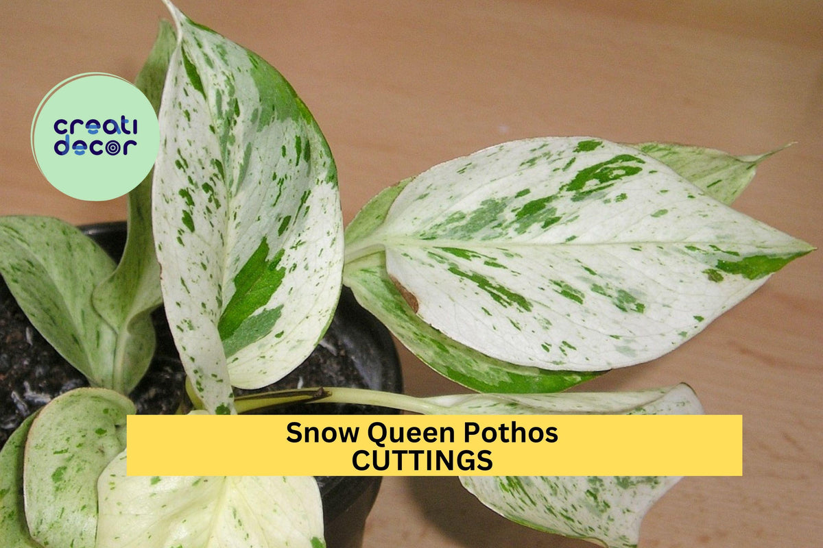 Snow Queen Pothos Cuttings | Unrooted Epipremnum aureum ‘Snow Queen’ Variegated Houseplant for Pots & Hanging Baskets