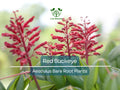 Red Buckeye Trees Bare Root 6-12" Aesculus pavia Native Flowering Tree for Pollinators