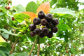 Black Chokeberry Unrooted Cuttings - Aronia melanocarpa Deciduous Shrub for Edible Landscapes & Wildlife Plantings