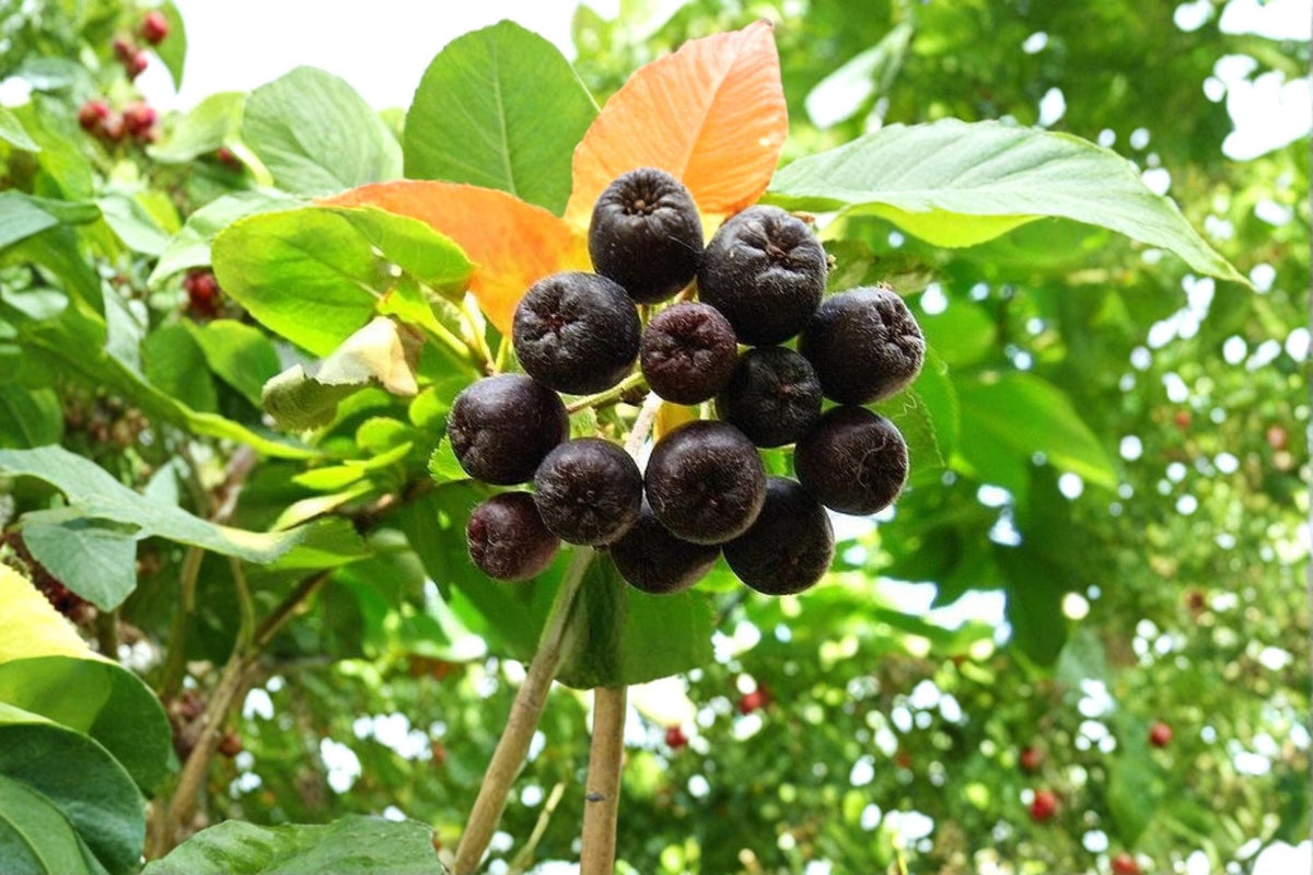 Black Chokeberry Unrooted Cuttings - Aronia melanocarpa Deciduous Shrub for Edible Landscapes & Wildlife Plantings