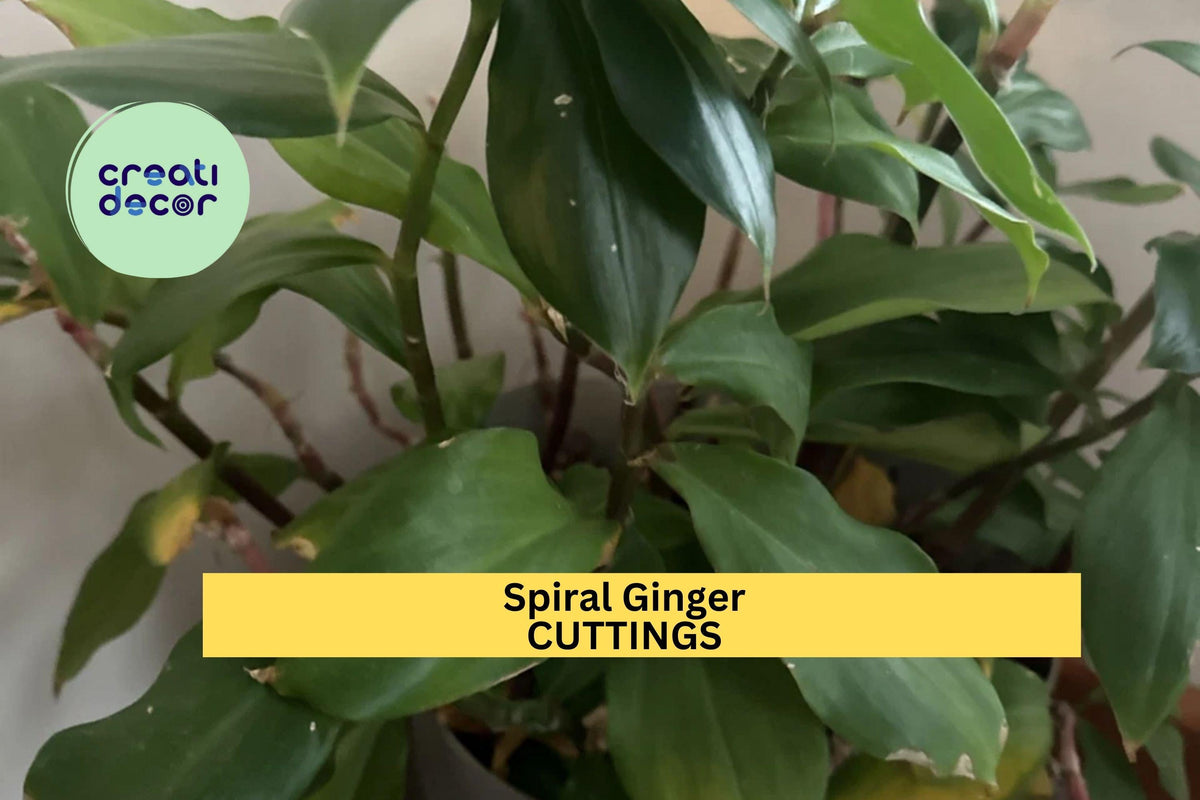 3 Costus igneus Cuttings – 6–8 Inch Spiral Ginger for Tropical Gardens, Pots & Borders | Fiery Stepladder Plant