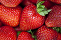 Albion Strawberry Plants - 10 Bare-Root Day-Neutral, Large Sweet Berries, Fragaria × ananassa