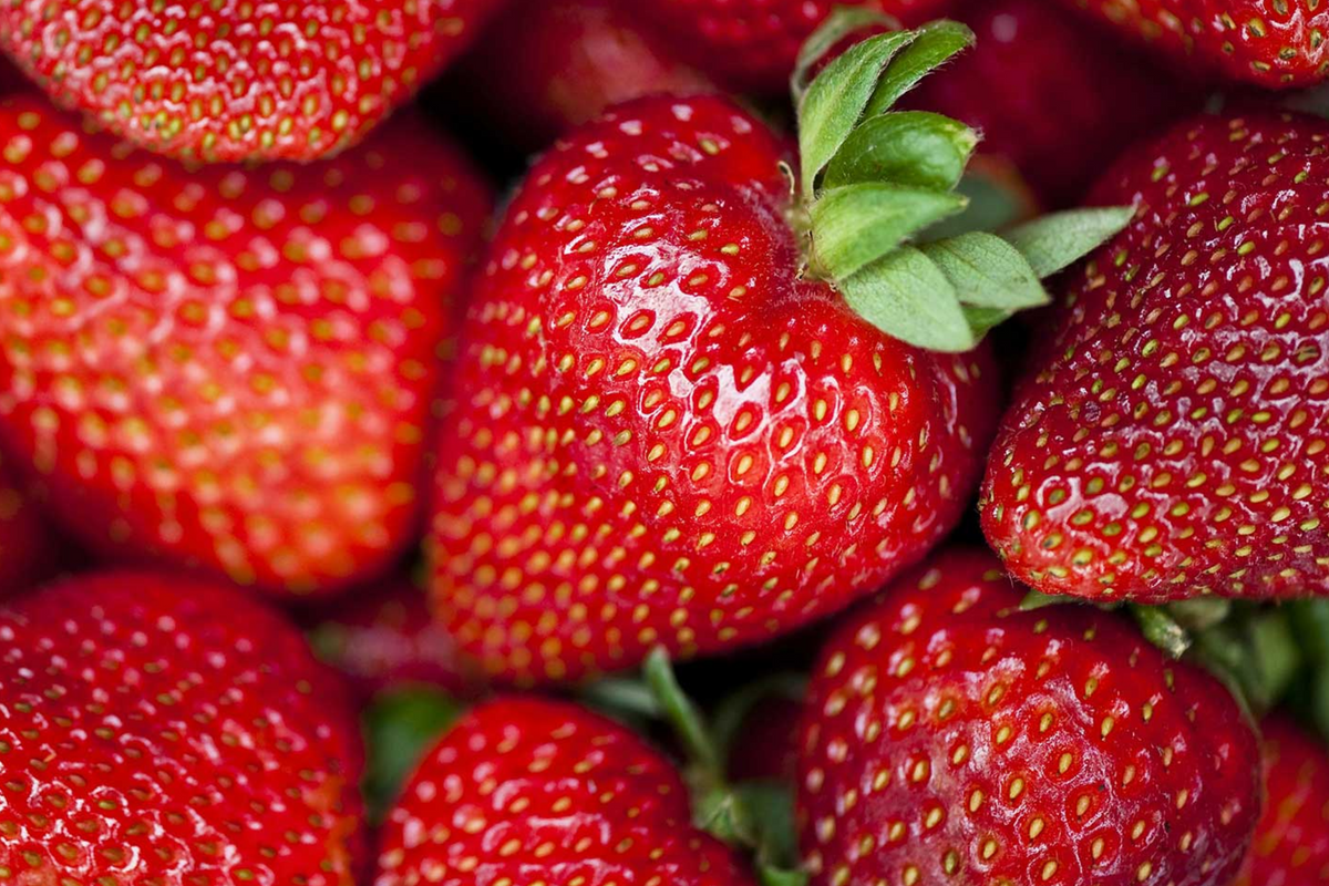 Albion Strawberry Plants - 10 Bare-Root Day-Neutral, Large Sweet Berries, Fragaria × ananassa