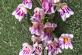 100 mg Penstemon palmeri Seeds – Scented Beardtongue Wildflower for Pollinator Gardens & Drought Tolerance