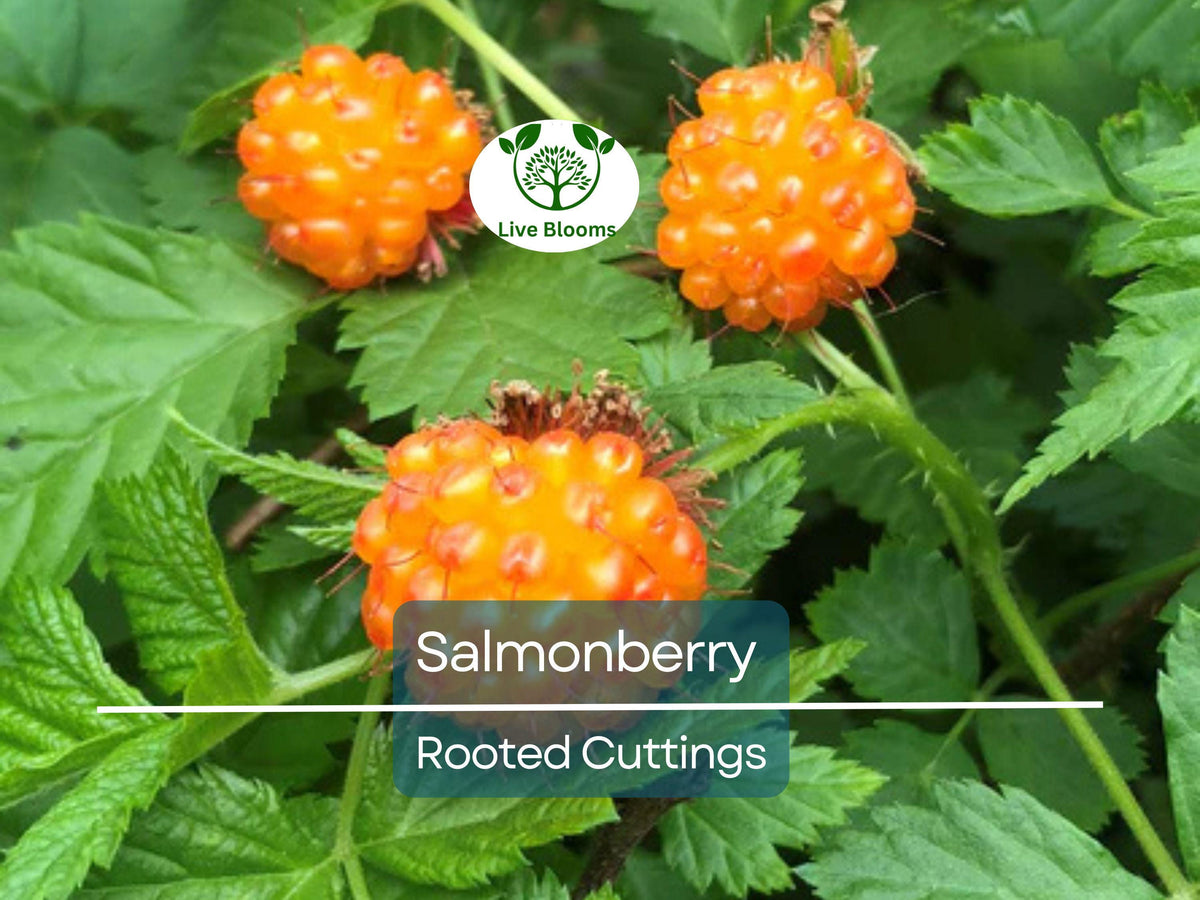 Salmonberry Rooted Cuttings 4-5" | Edible Berry Native Shrub Rubus spectabilis for Landscaping & Gardens