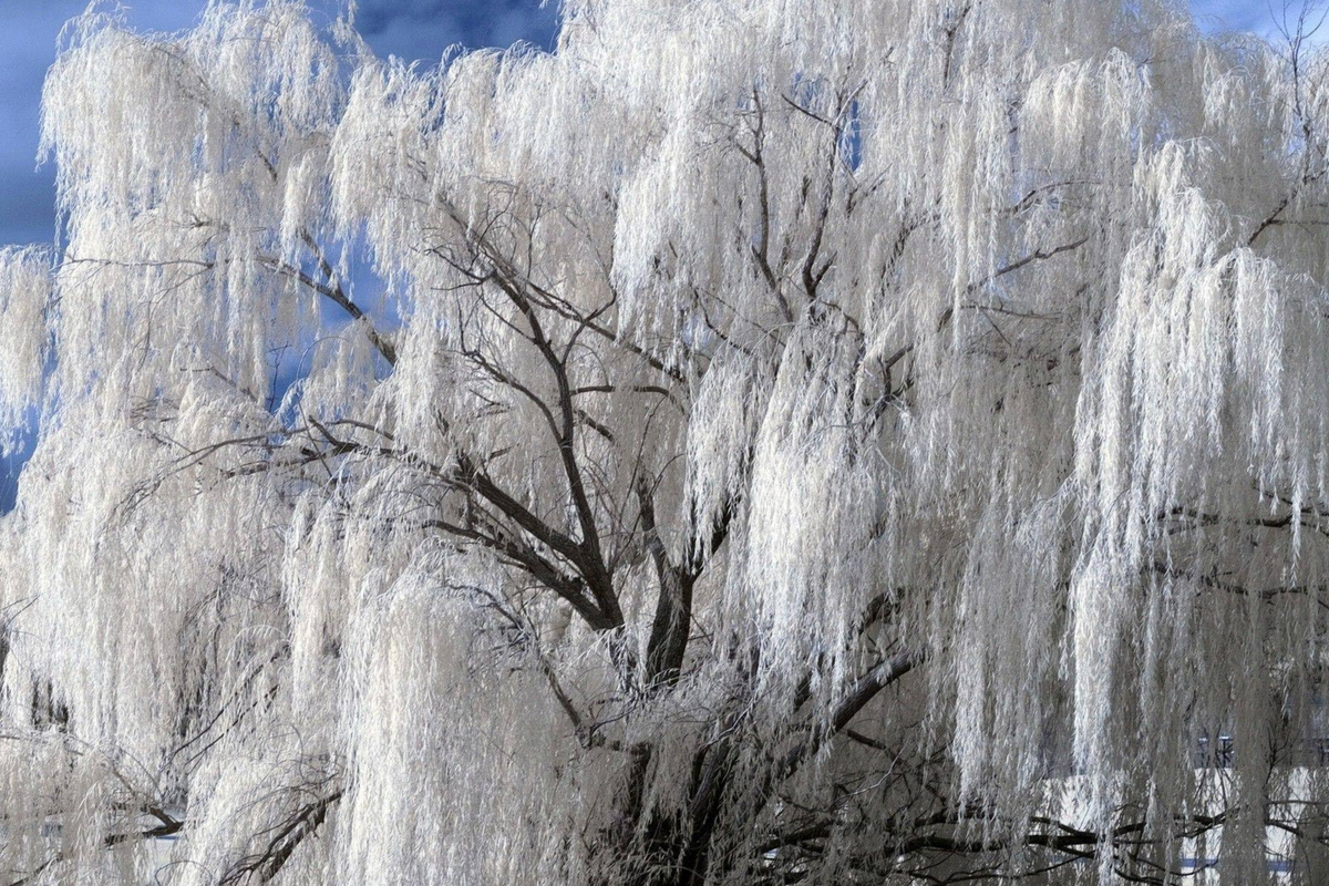 White Willow Tree Cutting with Silver Shimmering Leaves, Fast-Growing, Hardy Zones 3-10, Landscaping, Outdoor Shade, Salix alba