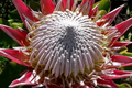 King Protea Seeds - Protea cynaroides, Rare Exotic Flower Seeds for Large 12-Inch Blooms, Drought-Tolerant Garden Plant
