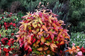 Nandina Domestica Live Plants – Heavenly Bamboo Shrub, 1-2 ft Tall, Evergreen Ornamental Bush for Garden & Landscape