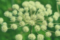 Anise Herb Seeds 250mg - Aromatic Edible Heirloom Pimpinella anisum for Tea, Baking & Culinary Use