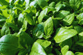 Non-GMO Bulk Spinach Seeds | New Zealand Variety | Tetragonia tetragonioides | Indoor & Outdoor Gardening