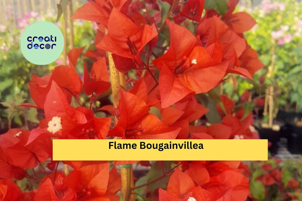 Live Rooted Flame Bougainvillea Starter Plug Plant – Tropical Orange-Red Bracts, Climbing Vine for Garden & Containers