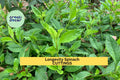 Longevity Spinach Cuttings 4 Pack | Gynura Procumbens Edible Green Leafy Vegetable | Perennial Garden Plant