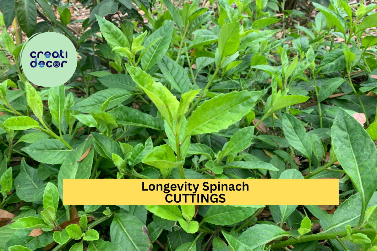 Longevity Spinach Cuttings 4 Pack | Gynura Procumbens Edible Green Leafy Vegetable | Perennial Garden Plant