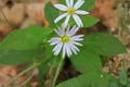 100 Crooked Stem Aster Seeds – Symphyotrichum prenanthoides Native Perennial Wildflower for Pollinators