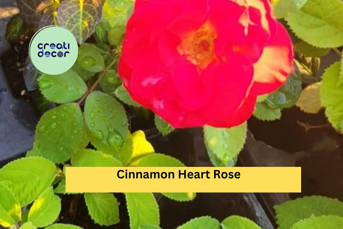 Cinnamon Heart Rose Starter Set – 4 Rooted Live Cuttings, Fragrant Flowering Rose Bushes for Garden Landscaping, Rosa spp.