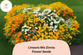 100+ Linearis Mix Zinnia Seeds – Dwarf Annual Flowers for Borders, Edging & Containers – Bright Yellow, Orange & White Zinnia (Zinnia linearis)