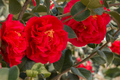 Fashionata Variegated Camellia Japonica Starter Plant – Evergreen Shrub with Variegated Pink, White, Yellow Blooms in Pot | USDA Zones 7-10