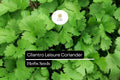 125 Seeds Leisure Cilantro Coriandrum sativum Herb for Cooking & Garnish, Aromatic, Slow-Bolting, Bright Green Leaves