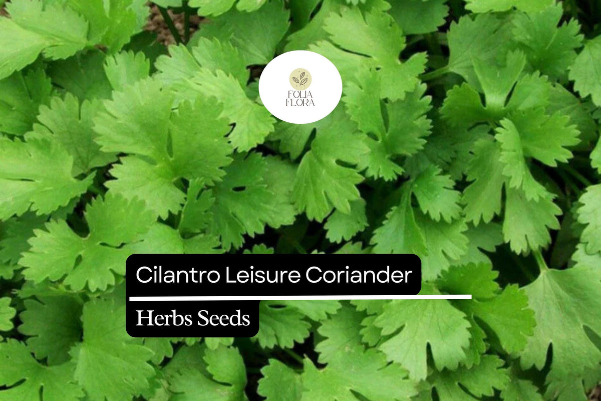 125 Seeds Leisure Cilantro Coriandrum sativum Herb for Cooking & Garnish, Aromatic, Slow-Bolting, Bright Green Leaves
