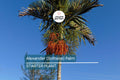 Alexander Palm Seedlings | Live Bare Root Plants 4-7" Tall | Tropical, Self-Cleaning, Easy-Care Landscaping
