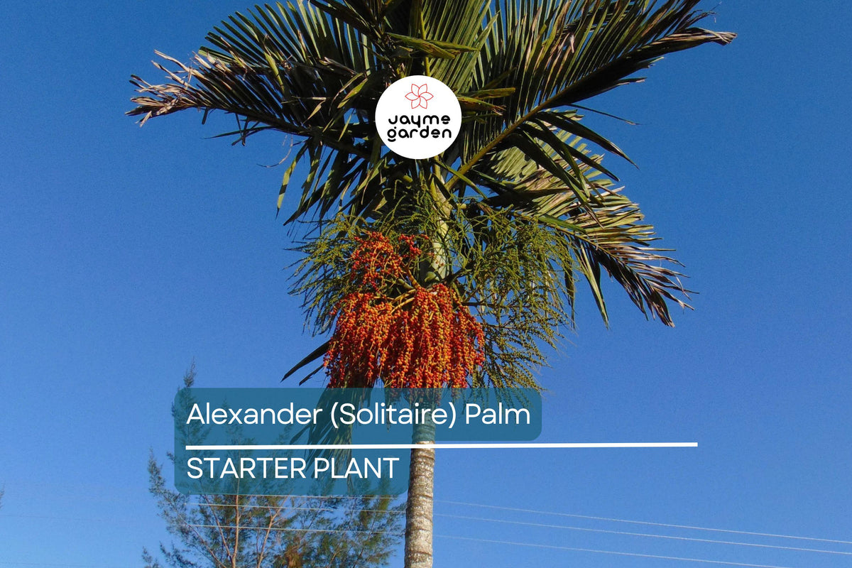 Alexander Palm Seedlings | Live Bare Root Plants 4-7" Tall | Tropical, Self-Cleaning, Easy-Care Landscaping